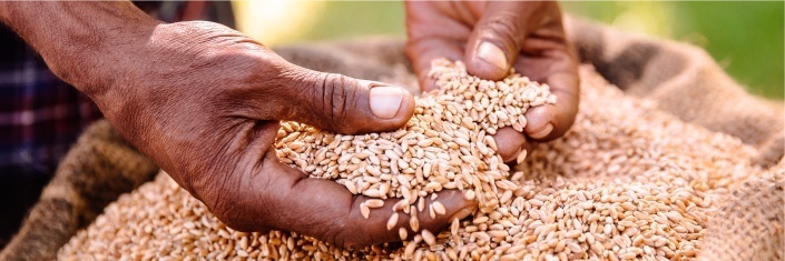 Weathered hands of an older man pulling handfuls of grains of seed from a burlap bag