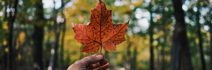 Maple leaf