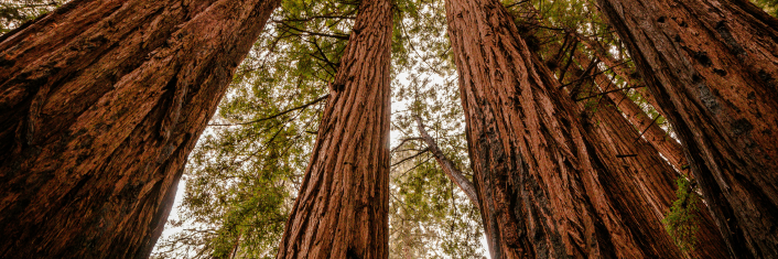 Redwood forest