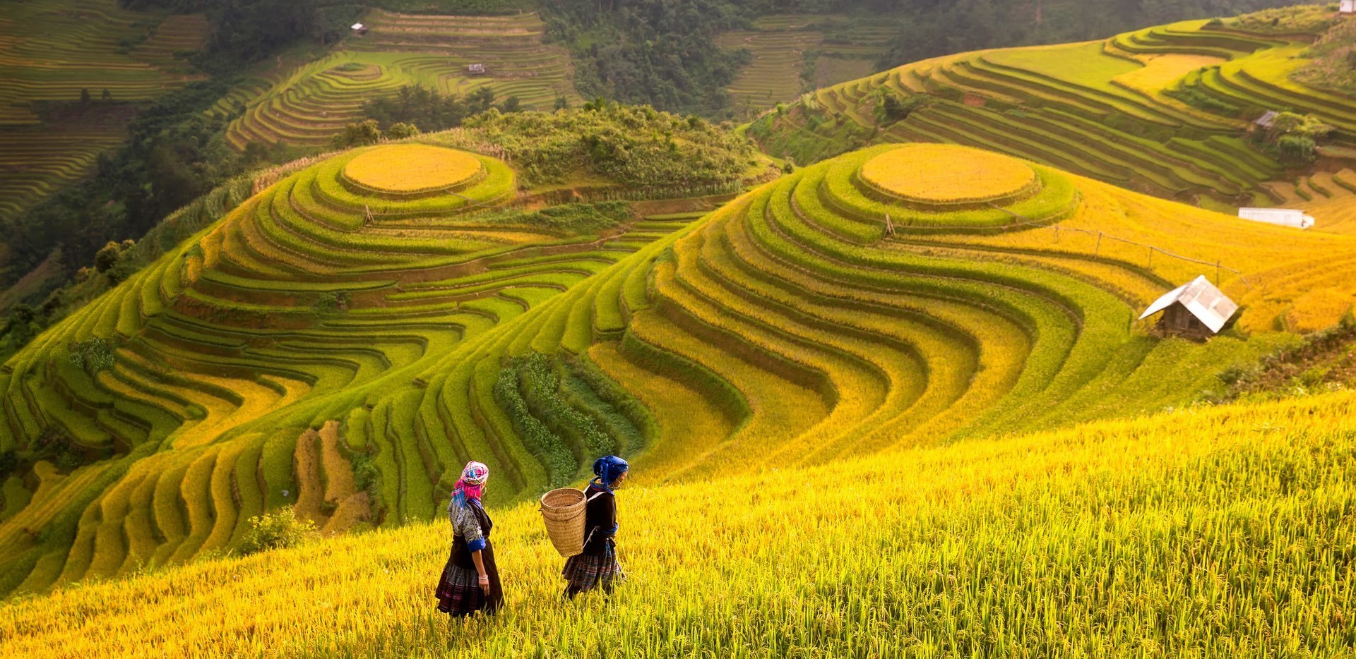 Two people on terraced fields